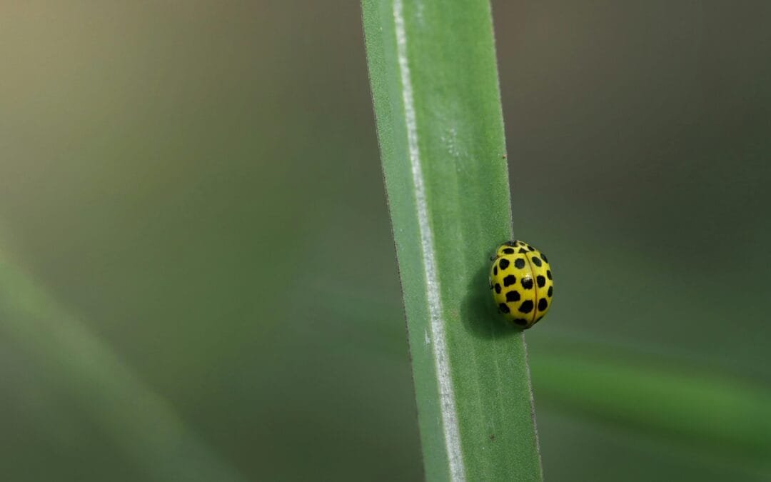 Hoe Kan Ik Mijn Affiliate Links Verbergen?
