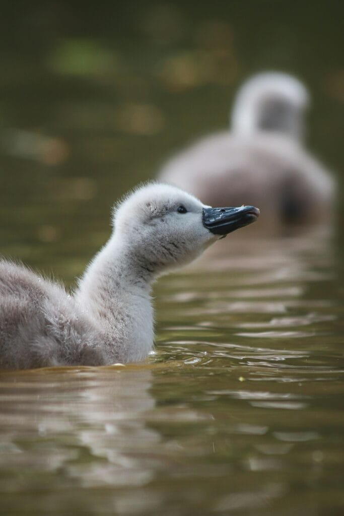 Hoe Optimaliseer Ik Mijn Affiliate Marketing Site Voor Mobiele Apparaten?